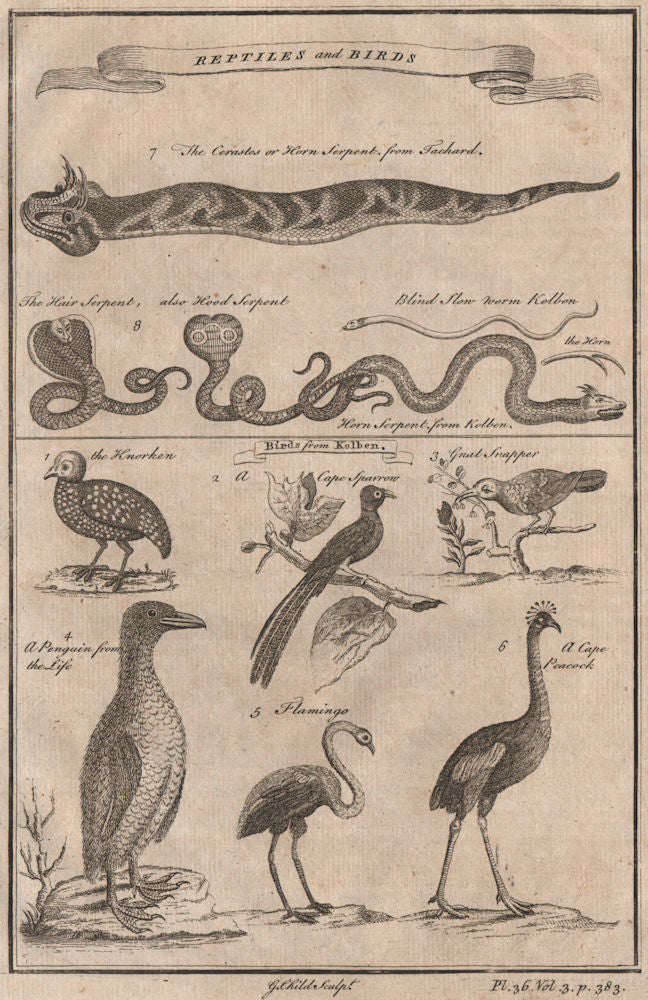 AFRICA. 'Reptiles & Birds'. Snakes Cerastes Hair/hood/horn serpents. CHILD 1746